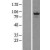 Western Blot: Hsp90A Lysate [NBL1-11744] - Western Blot experiments. 
Left-Control; Right -Over-expression Lysate for HSP90AA1
